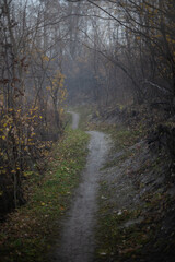 Mysterious misty foggy walking trail running through a dark forest with fall colors
