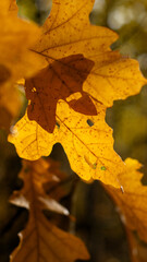 Vertical macro image of bright golden colored oak leaves on a softly focused background
