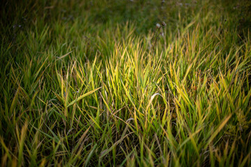 Isolated view of fall pale colored wild grass with focus concentrated in the midground
