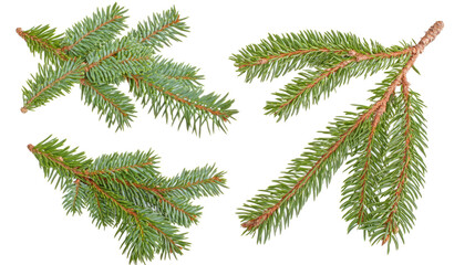Fresh Green Spruces Arranged on a Transparent Background for Display Generative AI