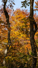 秋真っ盛りの森の中、自然の額縁から空を臨む