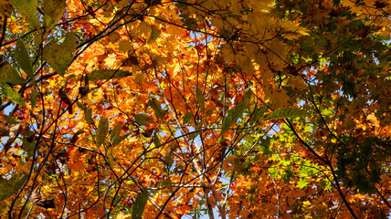 秋の森の中で見上げた紅葉