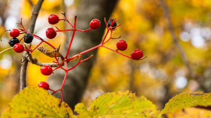 晩秋のハイキングで見られた赤い実の木