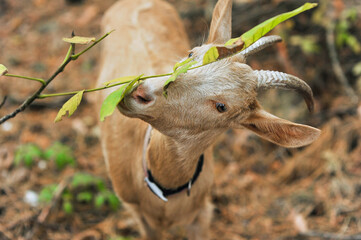 Young goat in the forest grazing, eating, chewing green leaves from trees. Close-up photo, concept...