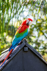 red macaw, Arara Vermelha, Pantanal, Mato Grosso do Sul, Brazil