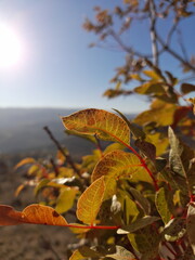 autumn leaves on the ground