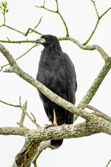 black hawk, Pantanal, Mato Grosso do Sul, Brazil