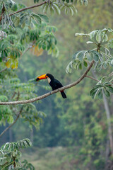 Toucan, Pantanal, Mato Grosso do Sul, Brazil