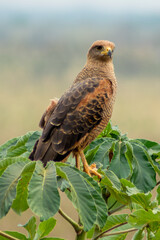 carcará hawk, Pantanal, Mato Grosso do Sul, Brazil