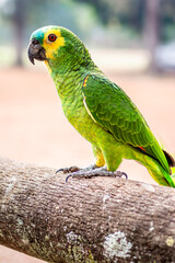 parrot, Pantanal, Mato Grosso do Sul, Brazil
