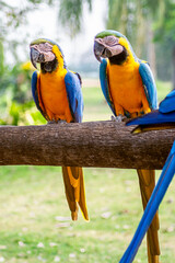 Canindé Macaw, Pantanal, Mato Grosso do Sul, Brazil
