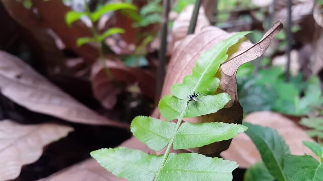Aesthetic footage of Phintella debilis (jumping spider) jumping from enemy attacks. 4K footage focus on foresground. Perfect for a documentary about the beauty of the tropical rainforest.