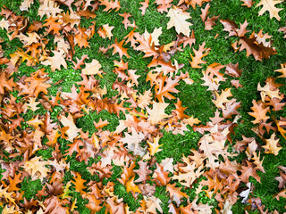 autumn leaves background