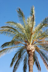 palm tree on sky