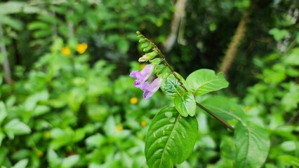 Purple wildflower blooming in a natural setting in India.