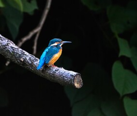 Closeup of a blue Common kingfisher (Alcedinidae) on the tree branch against the dark background