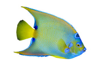 Isolated AngelFish, side view