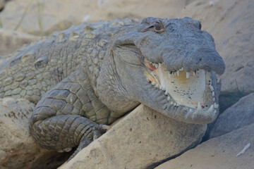 Marsh Mugger Crocodile, (Crocodylus palustris), gaping with mouth open on the banks of the River Chambal, Rajasthan, India.