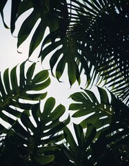 Vibrant Monstera leaves hang gracefully, bathed in soft sunlight filtering through the canopy of a tropical rainforest, creating a serene atmosphere. Generative AI