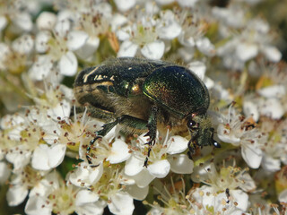 The green rose chafer (Cetonia aurata) sitting in hawthorn flowers