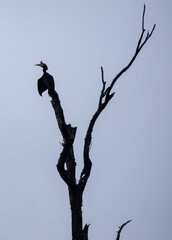 Rhinoceros Hornbill
