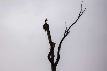 Rhinoceros Hornbill