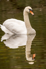 portrait d'un cygne sauvage en miroir par temps gris d'automne