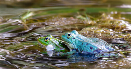 Żabie Gody  - Ampleksus