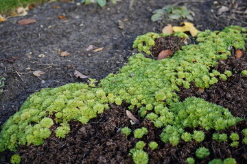 minimalist image of irish saxifrage (saxifraga rosacea) plant during autumn