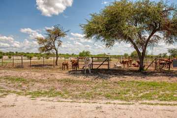 cattle in the kraal pen in africa, african village pen under the shade of acacia tree,
