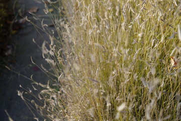 minimalist image of mosquito grass (bouteloua gracilis) during autumn