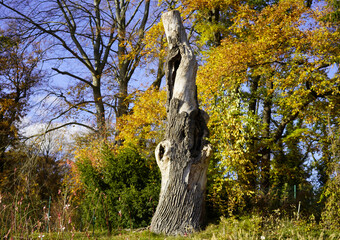 death oak tree during autumn in Brandenburg (Germany)