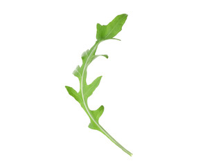 One fresh arugula leaf on white background