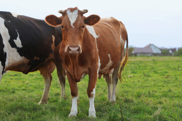 Beautiful cows grazing on green grass outdoors
