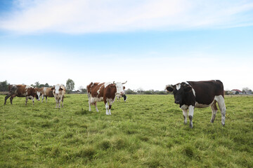 Obraz premium Beautiful cows grazing on green grass outdoors