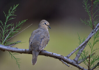 common dove (columbina picui), Argentine Patagonia