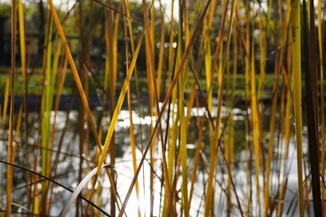 closeup image of typha elephantina plant during autumn