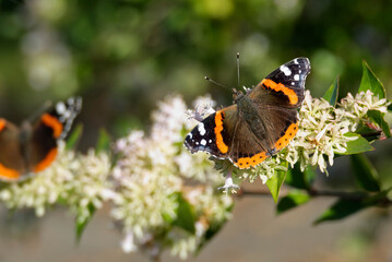 Red admiral butterfly (Vanessa Atalanta) perched on a white flower in Zurich, Switzerland