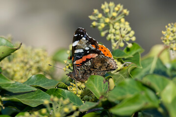 Red admiral butterfly (Vanessa Atalanta) perched on hedge (hedera helix) in Zurich, Switzerland