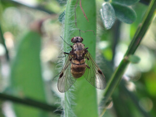 Black snipe fly (Chrysopilus cristatus), female sitting on a green seed pod