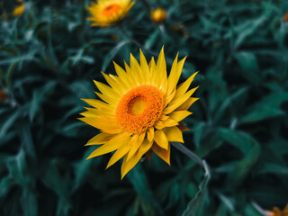 yellow flower