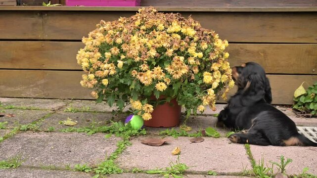 Playful English Cocker Spaniel Puppy Exploring Garden with Flowers Cute Outdoor Moment.Charming video of an English Cocker Spaniel puppy playing in a garden near a vibrant flower pot. social media 