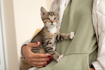 Tabby kitten in arms