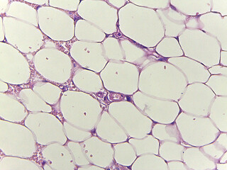 Microscopic View of Adipose Tissue