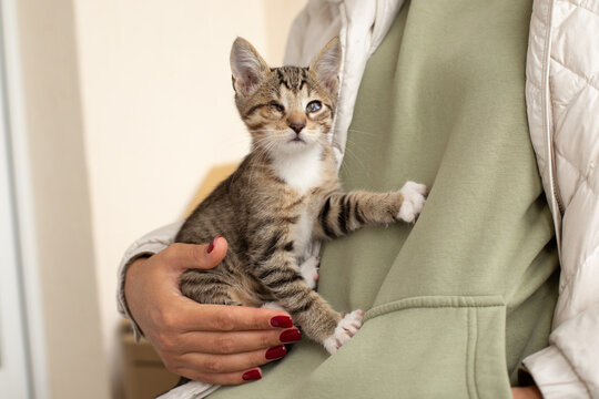 Tabby kitten in arms