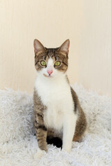 Tabby cat on a white blanket
