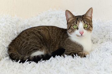 Tabby cat on a white blanket