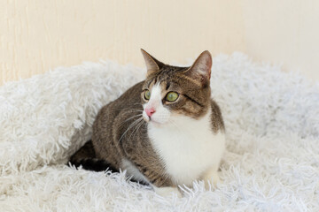 Tabby cat on a white blanket