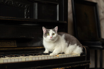 White cat with gray spots sits on a piano in an art workshop