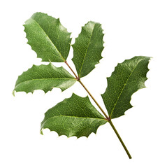 Fresh green Mahonia or oregon grape leaves falling in the air isolated on white background